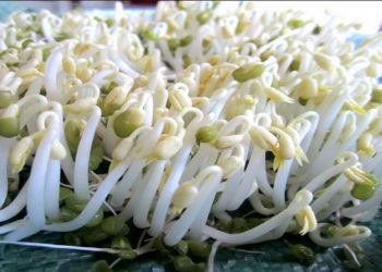 Trồng giá bằng thùng xốp