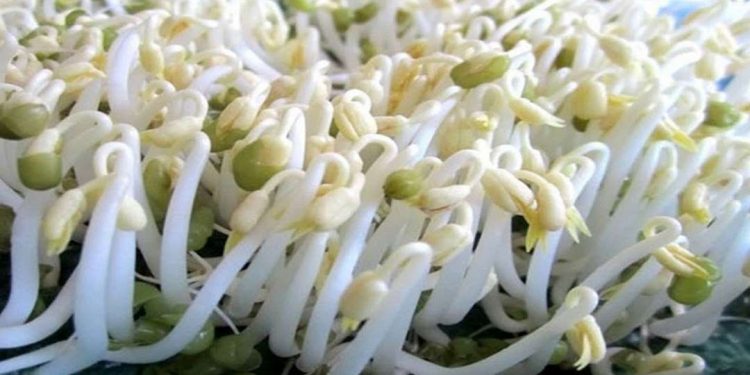 Trồng giá bằng thùng xốp