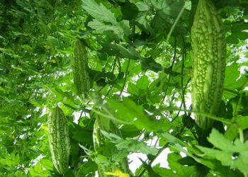 Mướp đắng và tổng hợp những lợi ích, hạn chế khi ăn 