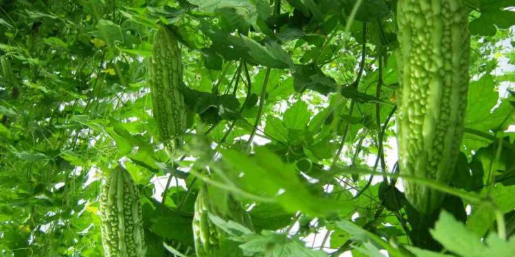 Mướp đắng và tổng hợp những lợi ích, hạn chế khi ăn