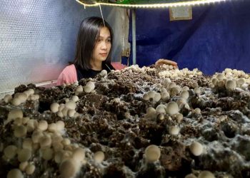 Nấm mũ rơm là loại thực phẩm được trồng phổ biến tại Việt Nam