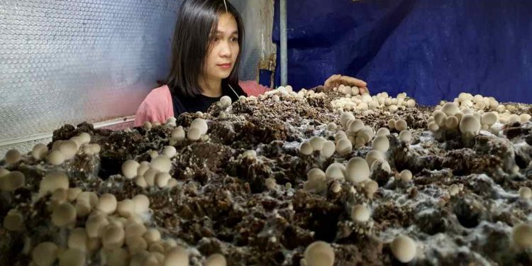 Nấm mũ rơm là loại thực phẩm được trồng phổ biến tại Việt Nam