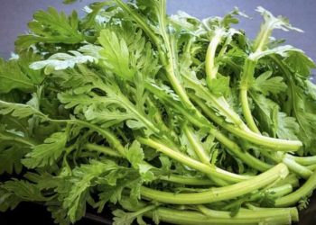 Rau cải cúc có hình dáng rất dễ nhận diện