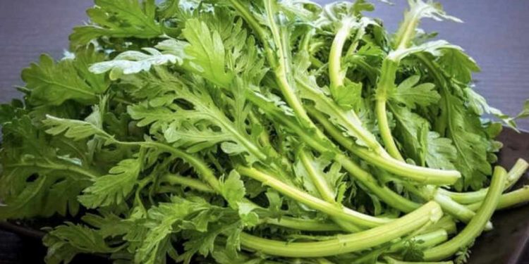 Rau cải cúc có hình dáng rất dễ nhận diện