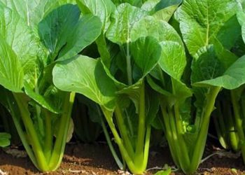 Rau cải ngọt không khó để phân biệt