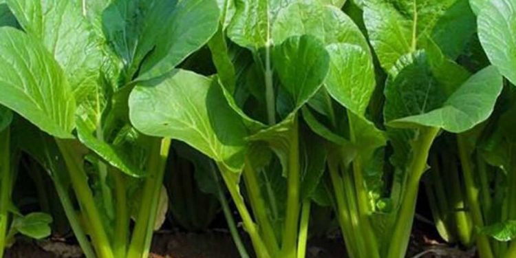 Rau cải ngọt không khó để phân biệt