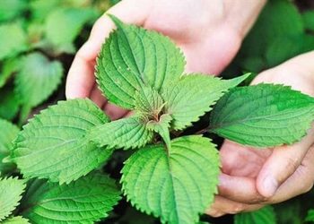 những công dụng tuyệt vời mà ít ai biết tới