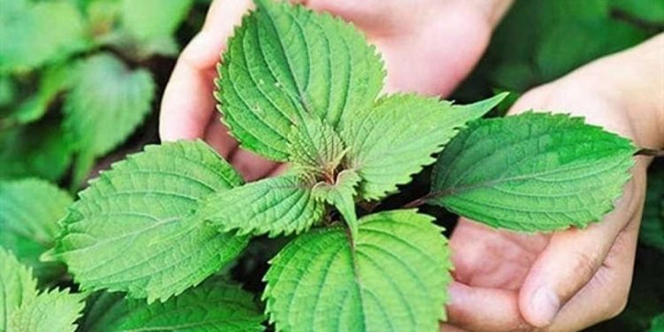 những công dụng tuyệt vời mà ít ai biết tới