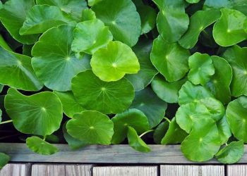 Rau má tốt như thế nào? Nên ăn bao nhiêu là tốt nhất