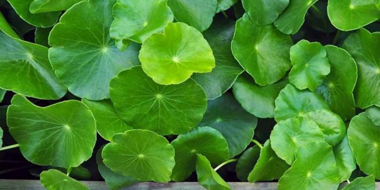 Rau má tốt như thế nào? Nên ăn bao nhiêu là tốt nhất