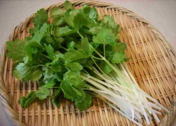 Rau mùi tây là loại thảo mộc có nhiều công dụng trong đời sống