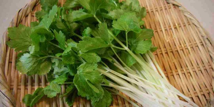 Rau mùi tây là loại thảo mộc có nhiều công dụng trong đời sống
