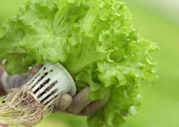 Rau xà lách có thể trồng bằng đất hoặc thủy canh đều rất đơn giản