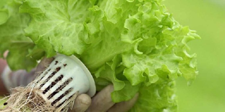 Rau xà lách có thể trồng bằng đất hoặc thủy canh đều rất đơn giản