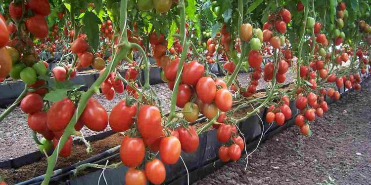 Đây là thực phẩm giàu dưỡng chất, vitamin và chất khoáng