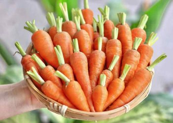 Thu hoạch nên chừa lại cuốn để trông đẹp mắt hơn