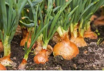 Những cây hành tây được trồng tại Việt Nam