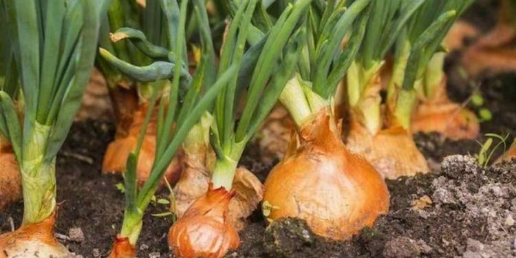 Những cây hành tây được trồng tại Việt Nam