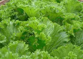 Tổng quan về rau cải