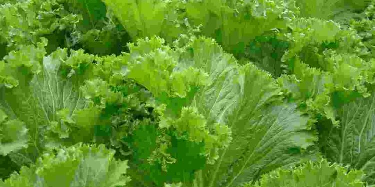 Tổng quan về rau cải