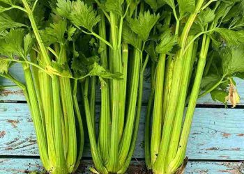 Rau cần là nguyên liệu chính của nhiều bài thuốc chữa bệnh