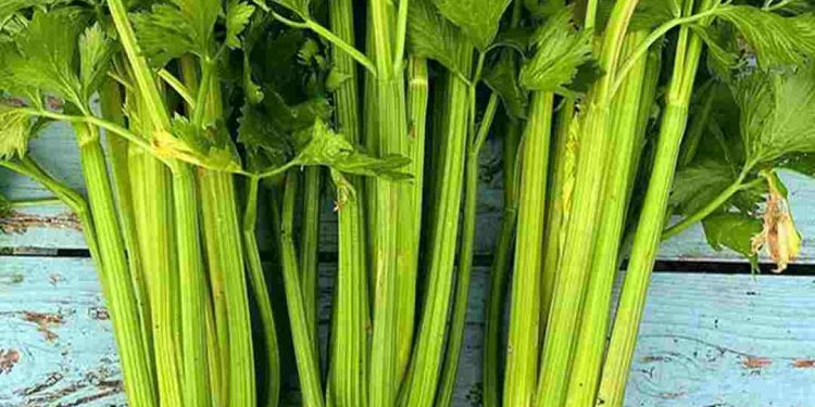 Rau cần là nguyên liệu chính của nhiều bài thuốc chữa bệnh