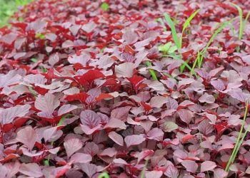 Rau dền được trồng và mọc hoang ở nhiều nơi