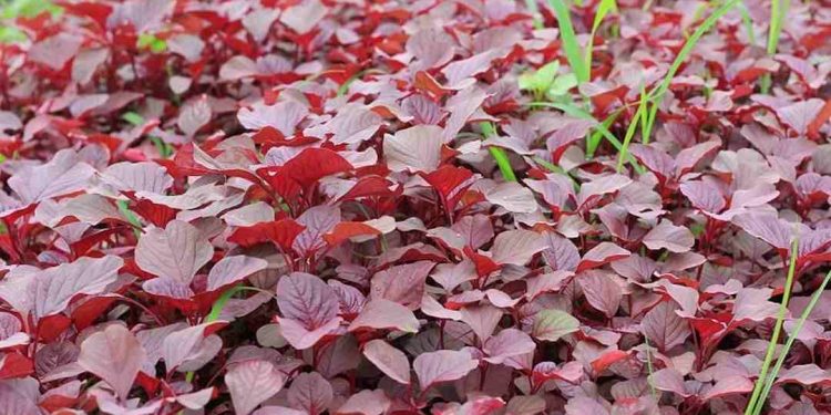 Rau dền được trồng và mọc hoang ở nhiều nơi