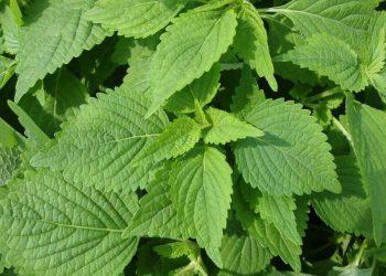 Một số bài thuốc dân gian từ rau kinh giới 