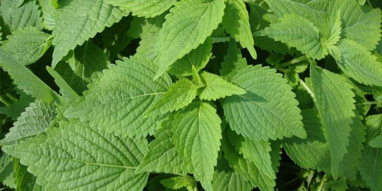 Một số bài thuốc dân gian từ rau kinh giới 