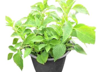 Tác dụng của rau kinh giới