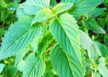 Trừ ứ, cầm máu