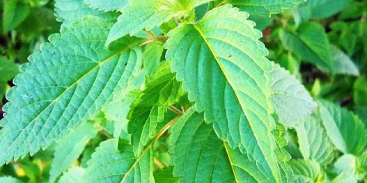 Trừ ứ, cầm máu