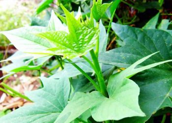 Ăn rau lang tạm biệt hoàn toàn chứng táo bón