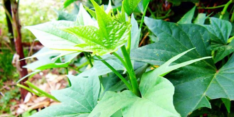 Ăn rau lang tạm biệt hoàn toàn chứng táo bón