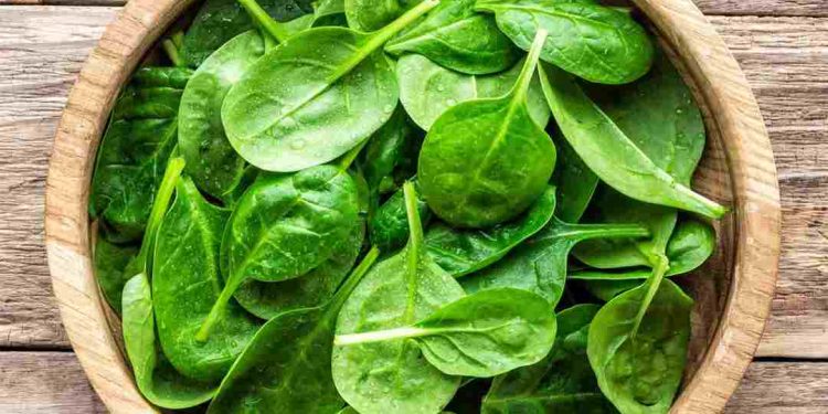 Tìm hiểu về rau mồng tơi