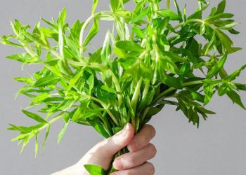 Rau ngổ với nhiều công dụng tuyệt vời