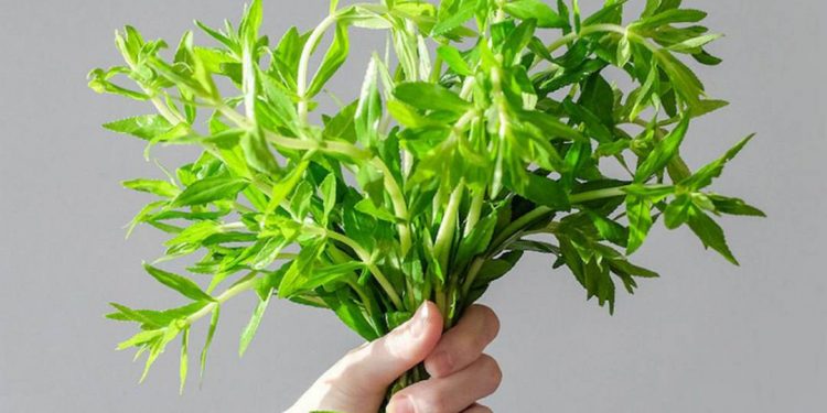 Rau ngổ với nhiều công dụng tuyệt vời