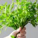 Rau ngổ với nhiều công dụng tuyệt vời