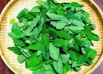  Lá rau ngót rừng sẽ có độ dài lớn hơn rau trồng 