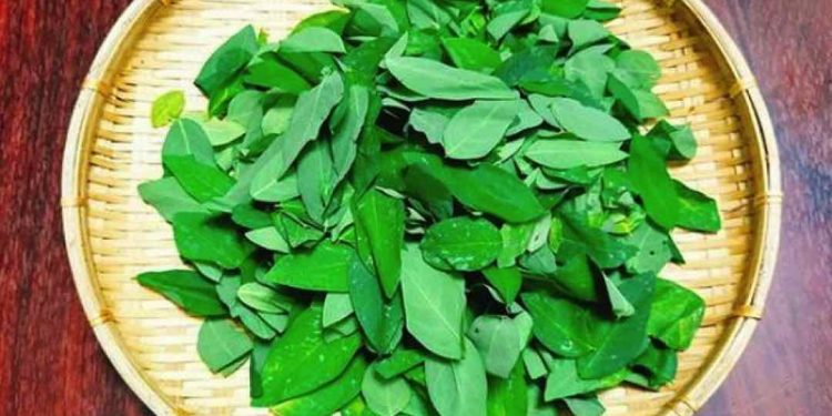 Lá rau ngót rừng sẽ có độ dài lớn hơn rau trồng