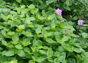 Cây rau ngót Nhật có hàm lượng dinh dưỡng cực kỳ cao