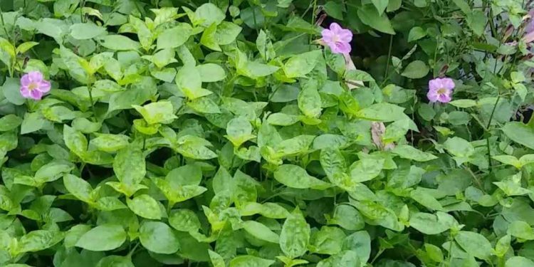 Cây rau ngót Nhật có hàm lượng dinh dưỡng cực kỳ cao