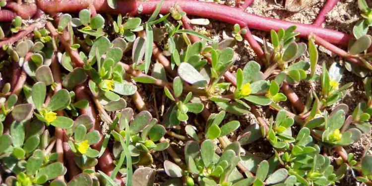 Hoa thường mọc vào cuối mùa xuân, hay mọc đơn ở phần đầu ngọn 