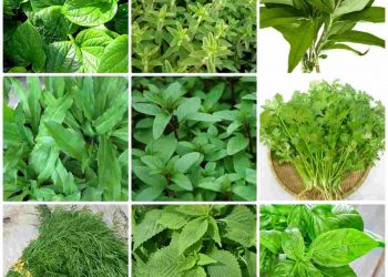 Hình ảnh một số loại rau thơm phổ biến hiện nay