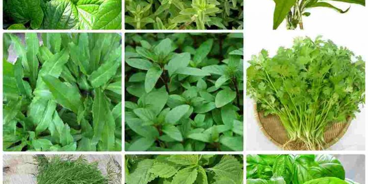 Hình ảnh một số loại rau thơm phổ biến hiện nay
