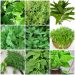 Hình ảnh một số loại rau thơm phổ biến hiện nay
