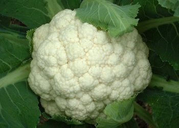 Súp lơ là loại cải mọc quanh năm, cây con hình thành từ hạt