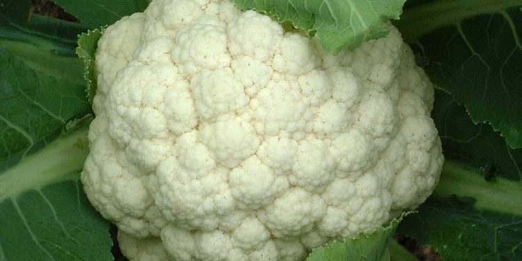 Súp lơ là loại cải mọc quanh năm, cây con hình thành từ hạt