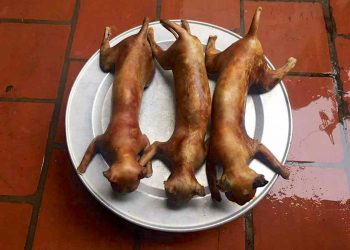 Tìm hiểu chung về thịt mèo